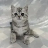 スコティッシュフォールド(立ち耳)【兵庫県・女の子・2023年10月19日・シルバークラシックパッチドタビー&ホワイト】の写真4