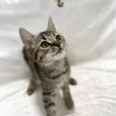 スコティッシュフォールド(立ち耳)【兵庫県・男の子・2024年9月5日・ブラウンタビー&ホワイト】の写真4