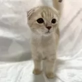 スコティッシュフォールド(折れ耳)【兵庫県・男の子・2024年7月4日・クリームタビー&ホワイト】の写真4