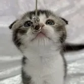 スコティッシュフォールド(折れ耳)【兵庫県・女の子・2023年9月21日・キャリコ】の写真5