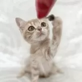 スコティッシュフォールド(立ち耳)【兵庫県・女の子・2024年8月1日・クリームタビー&ホワイト】の写真5