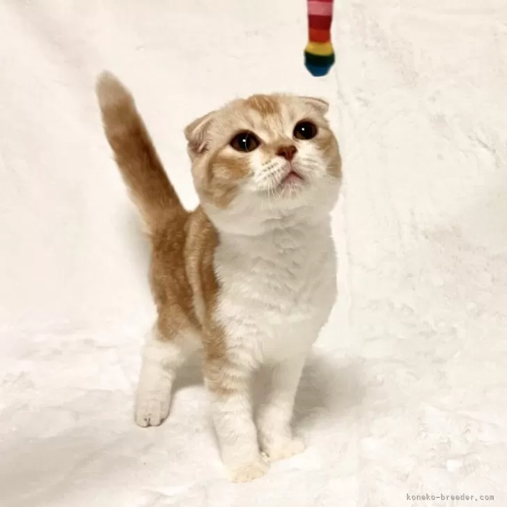 ID:2506-02544の子猫