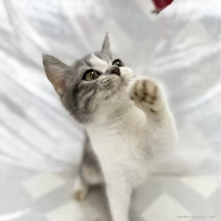 nami 様のお迎えした子猫