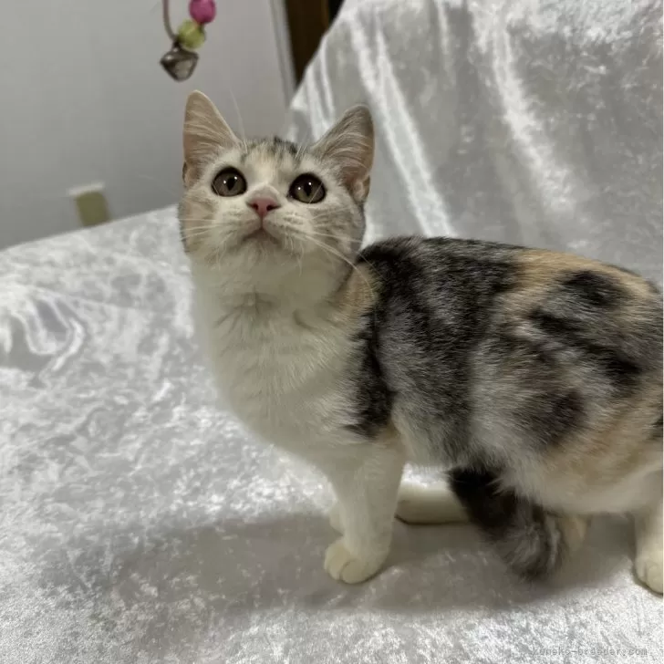 ID：2411-02984の子猫