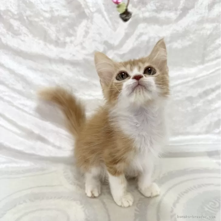 ID:2504-00883の子猫