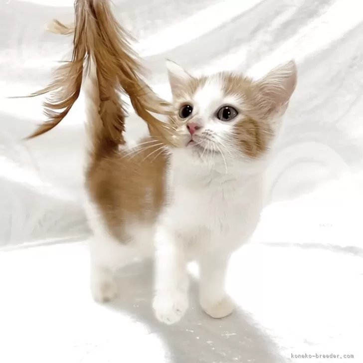 A.T 様のお迎えした子猫