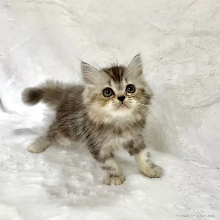 スコティッシュフォールド(立ち耳)【兵庫県・女の子・2025年9月11日・ブラウンパッチドタビー&amp;ホワイト】の写真1