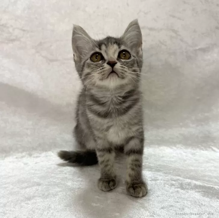 ID:2503-01485の子猫