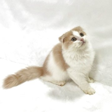 スコティッシュフォールド(折れ耳)【兵庫県・男の子・2025年9月4日・クリームタビー&ホワイト】の写真「💖かわいい男の子です。💖」