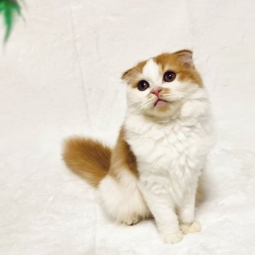スコティッシュフォールド(折れ耳)【兵庫県・男の子・2025年4月17日・レッドタビー&ホワイト】の写真「💖かわいい男の子です💖」