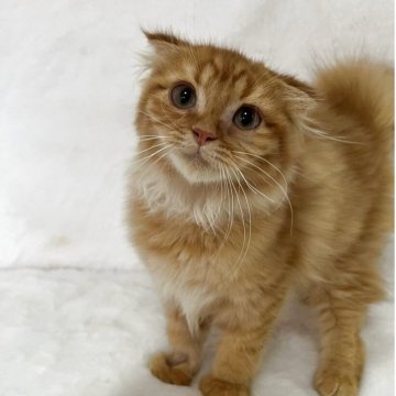 スコティッシュフォールド(折れ耳)【兵庫県・男の子・2025年10月2日・レッドタビー】の写真「💖かわいい男の子です💖」