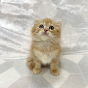 スコティッシュフォールド(折れ耳)【兵庫県・男の子・2025年1月30日・レッドタビー】の写真「💖かわいい男の子です💖」
