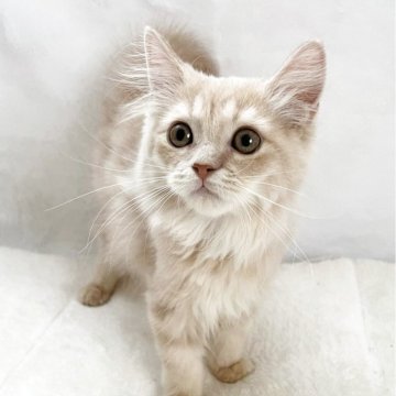 スコティッシュフォールド(立ち耳)【兵庫県・男の子・2025年7月10日・クリームタビー】の写真「💖かわいい男の子です。💖」