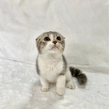 スコティッシュフォールド(折れ耳)【兵庫県・男の子・2025年9月11日・ブルーパッチドタビー&ホワイト】の写真「💖かわいい男の子です。💖」