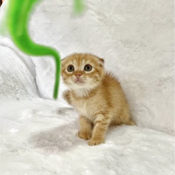 スコティッシュフォールド(折れ耳)【兵庫県・男の子・2025年9月11日・レッドタビー】の写真「💖かわいい男の子です。💖」