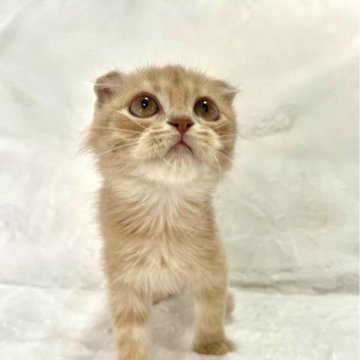スコティッシュフォールド(折れ耳)【兵庫県・男の子・2025年9月4日・レッドタビー】の写真「💖かわいい男の子です。💖」