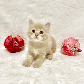 スコティッシュフォールド(立ち耳)【兵庫県・男の子・2026年4月9日・クリームタビー&ホワイト】の写真「💖かわいい男の子です。💖」