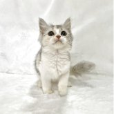 スコティッシュフォールド(立ち耳)