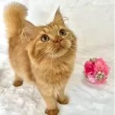 スコティッシュフォールド(立ち耳)【兵庫県・女の子・2025年10月2日・レッドタビー】の写真1