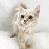 スコティッシュフォールド(立ち耳)