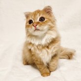 スコティッシュフォールド(折れ耳)