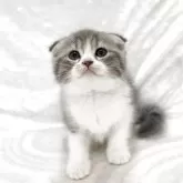スコティッシュフォールド(折れ耳)