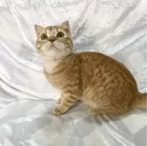 スコティッシュフォールド(折れ耳)