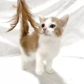 スコティッシュフォールド(立ち耳)