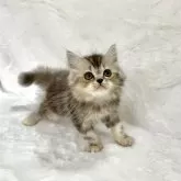 スコティッシュフォールド(立ち耳)