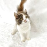 スコティッシュフォールド(立ち耳)