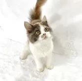 スコティッシュフォールド(立ち耳)