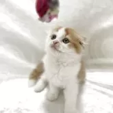 スコティッシュフォールド(折れ耳)