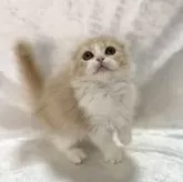 スコティッシュフォールド(折れ耳)【兵庫県・女の子・2024年12月19日・クリームタビー&ホワイト】の写真1