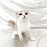 スコティッシュフォールド(折れ耳)