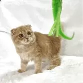 スコティッシュフォールド(折れ耳)【兵庫県・男の子・2025年9月4日・レッドタビー】の写真3