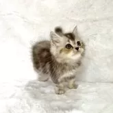 スコティッシュフォールド(立ち耳)【兵庫県・女の子・2025年9月11日・ブラウンパッチドタビー&ホワイト】の写真3