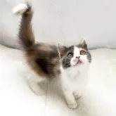 スコティッシュフォールド(立ち耳)【兵庫県・女の子・2025年6月17日・ダイリユートキャリコ】の写真3