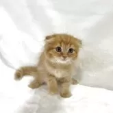 スコティッシュフォールド(折れ耳)【兵庫県・男の子・2025年10月2日・レッドタビー】の写真3