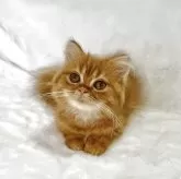 スコティッシュフォールド(立ち耳)【兵庫県・男の子・2025年7月25日・レッドタビー】の写真3