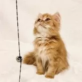 スコティッシュフォールド(立ち耳)【兵庫県・男の子・2025年7月25日・レッドタビー】の写真4