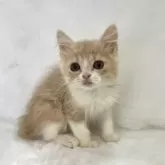 スコティッシュフォールド(立ち耳)【兵庫県・男の子・2026年1月20日・レッドタビー&ホワイト】の写真4