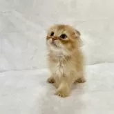 スコティッシュフォールド(折れ耳)【兵庫県・女の子・2025年9月11日・レッドタビー】の写真5