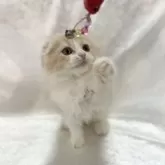 スコティッシュフォールド(折れ耳)【兵庫県・女の子・2024年12月19日・クリームタビー&ホワイト】の写真5