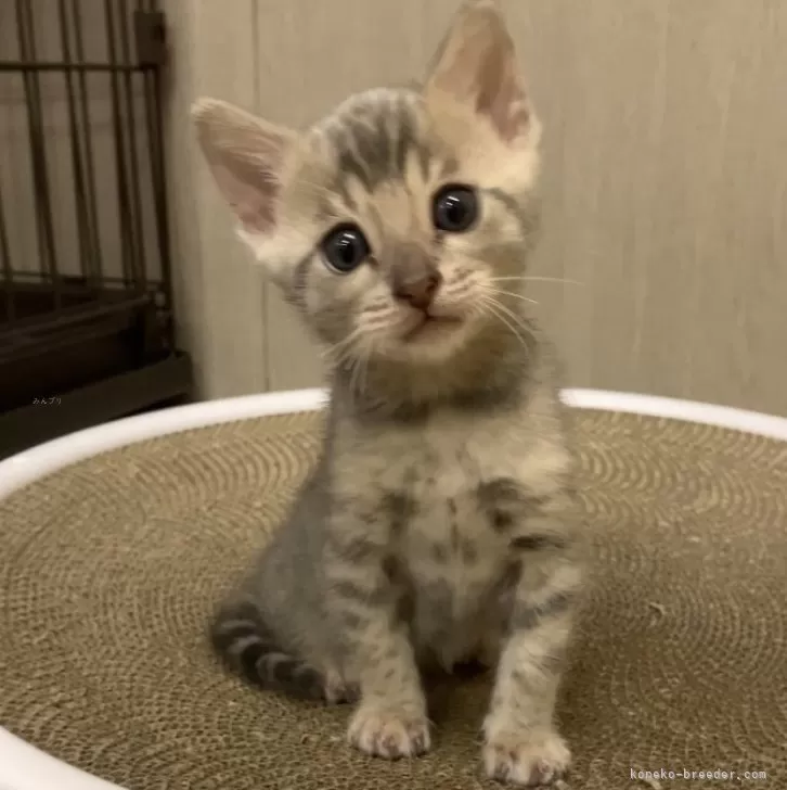 ID：2401-00156の子猫