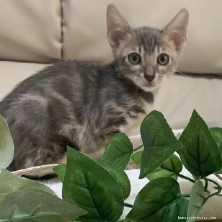 ID:2307-01721の子猫