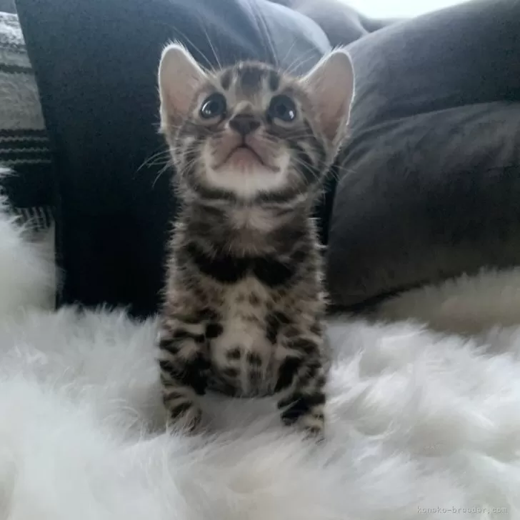 ID：2404-01281の子猫