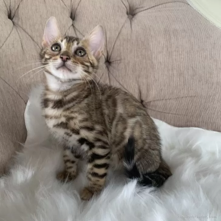 ID:2404-01280の子猫