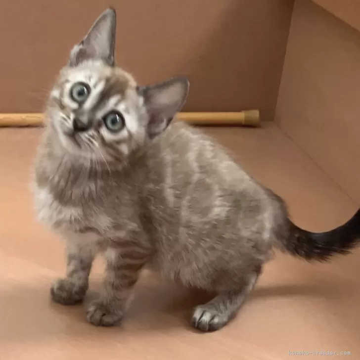 ID：2410-03136の子猫