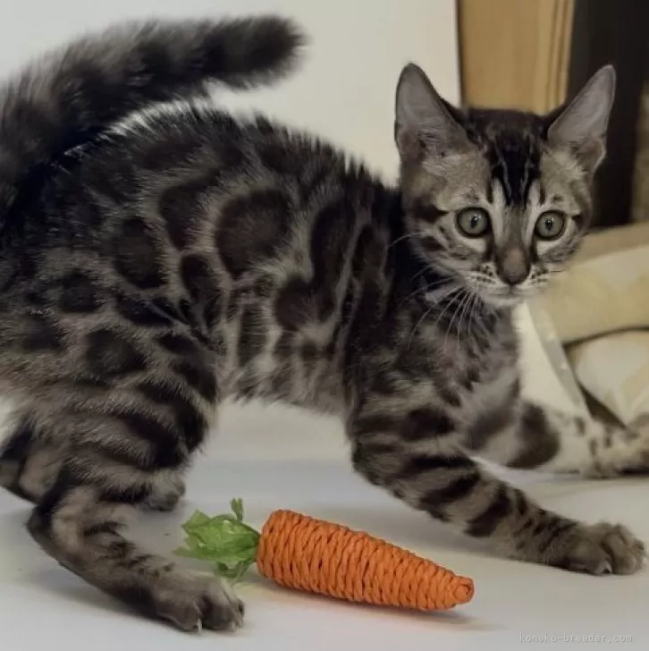 ID:2311-01055の子猫