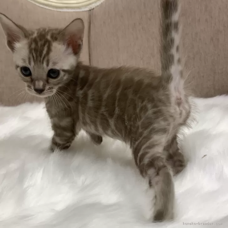 木村君 様のお迎えした子猫